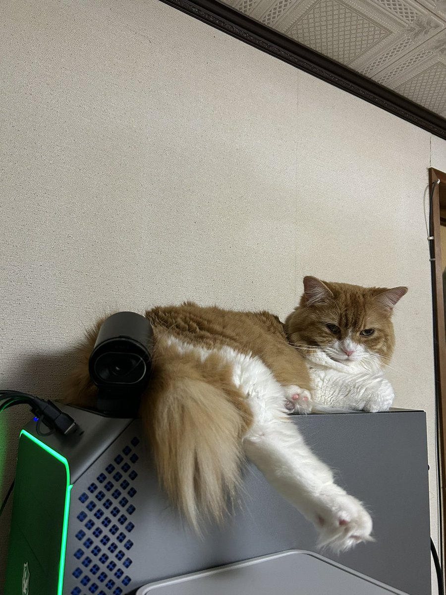 38miya530's tweet photo. 寒いから最近はPCの上がお気に入りみたいwww
PC上部の排熱口ほとんど塞いじゃってるから、排熱が上手くできなくてPCにダメージいってそうだけど、まあいいかwww

#猫
#猫のいる暮らし
#猫好き https://t.co/0QXd58X0eZ