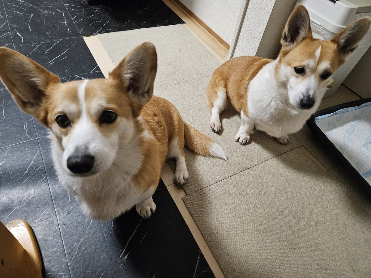 シーフーサン🍭(コーギー) (@usamikun) / Posts / X