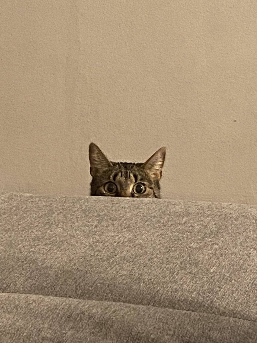 My cat doesn’t track or analyze anything, but every day she generates a wealth of signals. I want to understand what her everyday habits and behavior can reveal about how safe, calm, and comfortable she feels around me.
<a href="/vana/">vana</a> #data