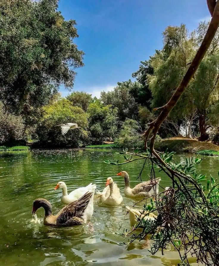 جمال الطبيعة الخلابة في مصر 🇪🇬