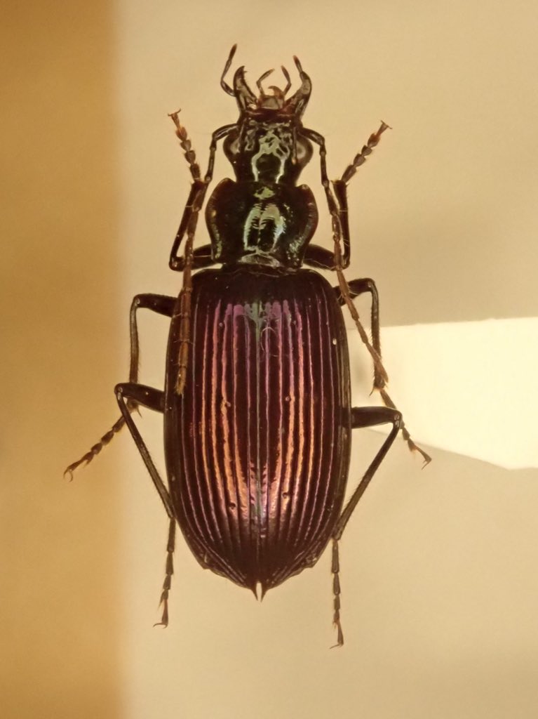 Lucanus007's tweet photo. ジャワ島東部のヒラタゴミムシ
まだ葉が残る新鮮な倒木周辺で多数得られた。
奄美大島と台湾でも似たような状況を見たことがあり、腐ったor弱った植物に惹かれる性質があるのではと思っている。 https://t.co/IAsaMd9V8E