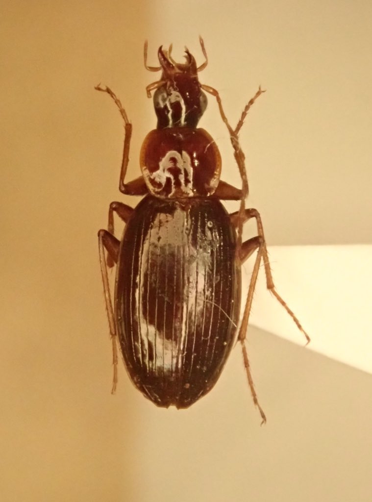 Lucanus007's tweet photo. ジャワ島東部のヒラタゴミムシ
まだ葉が残る新鮮な倒木周辺で多数得られた。
奄美大島と台湾でも似たような状況を見たことがあり、腐ったor弱った植物に惹かれる性質があるのではと思っている。 https://t.co/IAsaMd9V8E