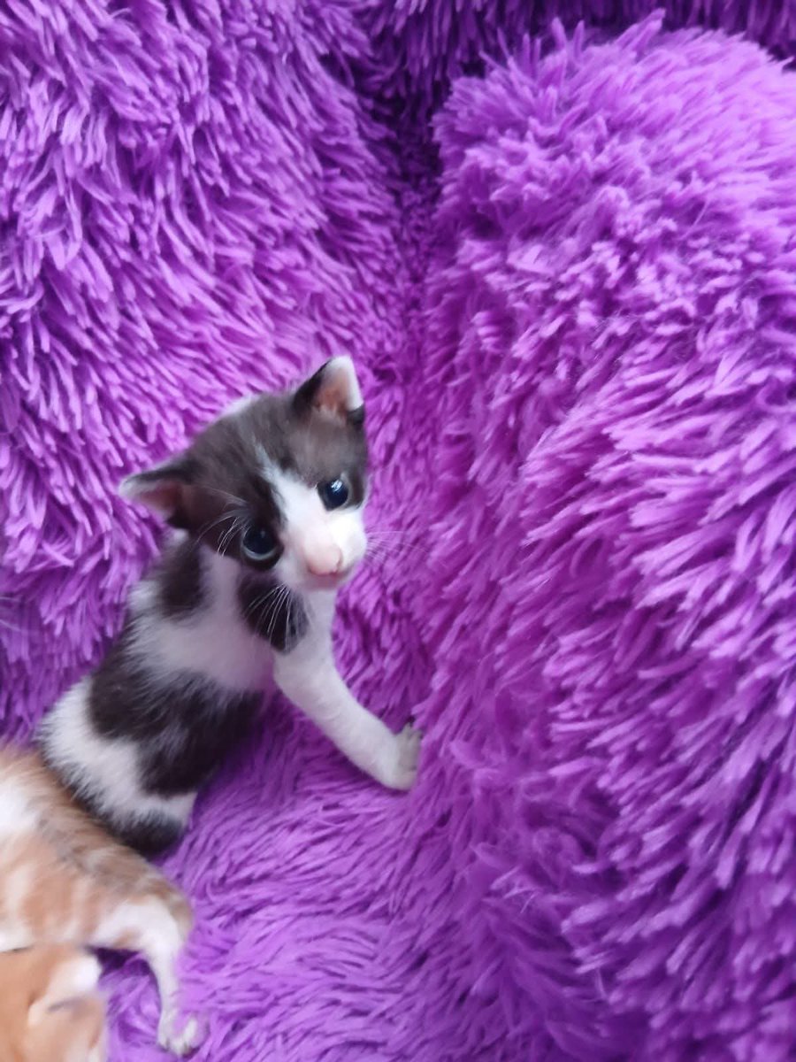 koalandeMichi's tweet photo. Michis en adopción responsable,
1 ya fue adoptado.

Contacto directo con su familia encargada: 0984059037 

Ya cumplieron 2 meses comen purina (pero así tb toman leche aun)

RT 👇🏻 https://t.co/RtHElfx8Ta
