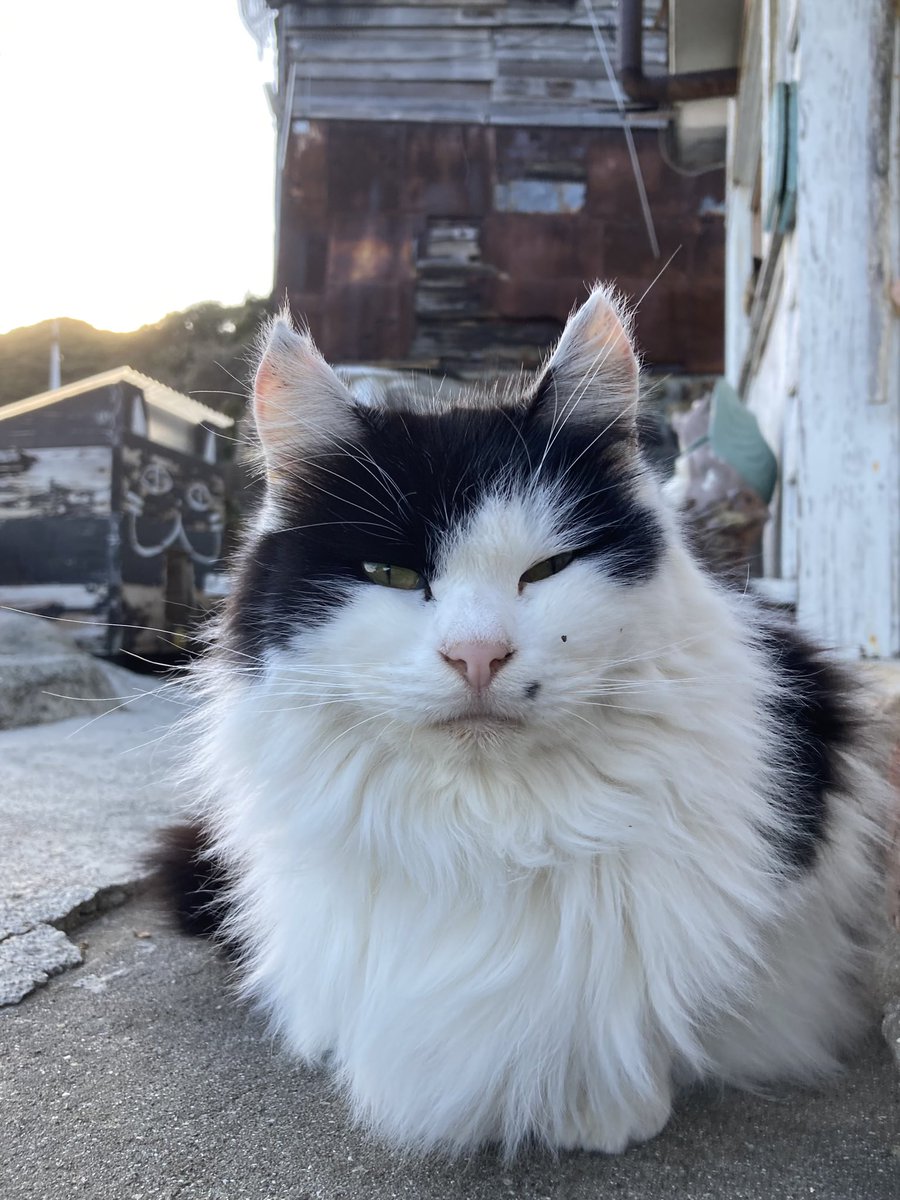 こちらもどうぞ😸 #田代島クロネコ堂 #猫島 #CatsOfX #cats #catlover