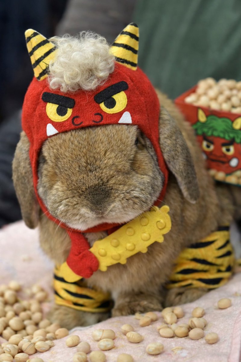 oinari0122's tweet photo. Chat GPTに節分っぽくしてって言うたらリアルに仕上げてくれた👹笑
よく見たら右手と左足でパンツ履いてるけど他に関してはAIか本物か分からんレベルですごい！笑

かわいいね❤️❤️

 #うさぎがいる暮らし https://t.co/1bJzzFnTQc