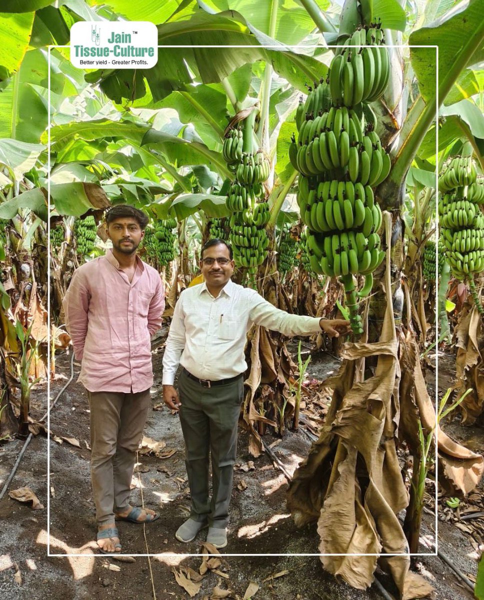 #JAIN_திசுவளர்ப்பு_வாழை
Darling of வாழை விவசாயிகள் 😊
Smiles that speak louder than words 🌾😊
Greater yields, healthier crops, and a farmer’s pride shining bright — that’s the power of the right farming decisions.

Because when the farm grows better, happiness grows bigger. 🌿💧