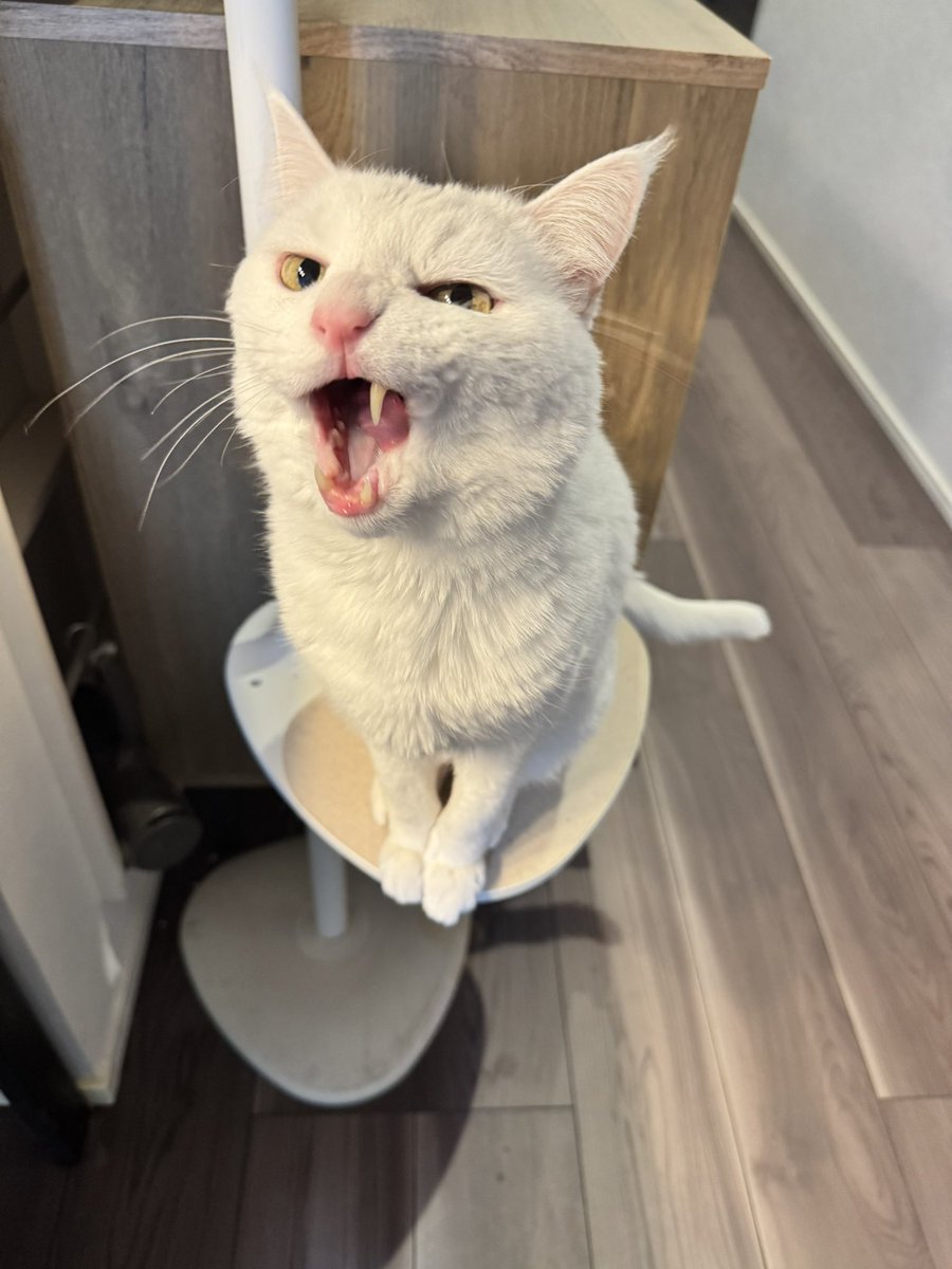 ハク様 (@hakusama0906) / Posts / X