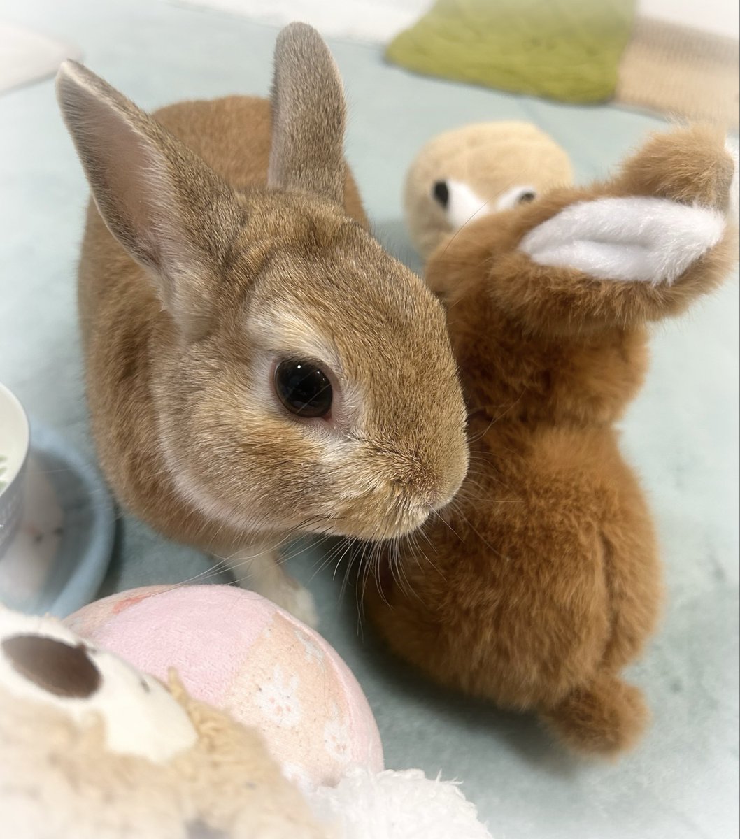 🐰きょうも  げんきに 

たくさん あそびました〜🧡💛

#うさぎ
#うさぎのいる暮らし