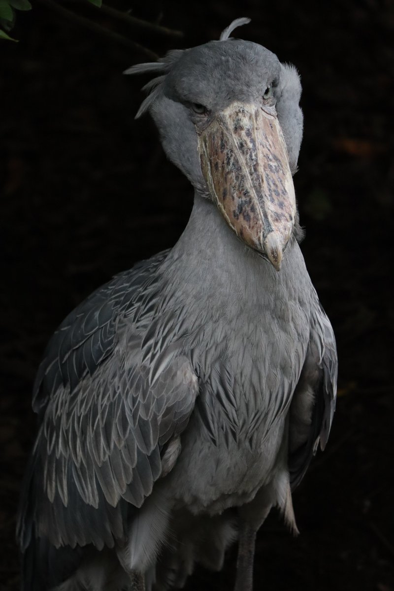 ハシビロコウ様～ 💖💖