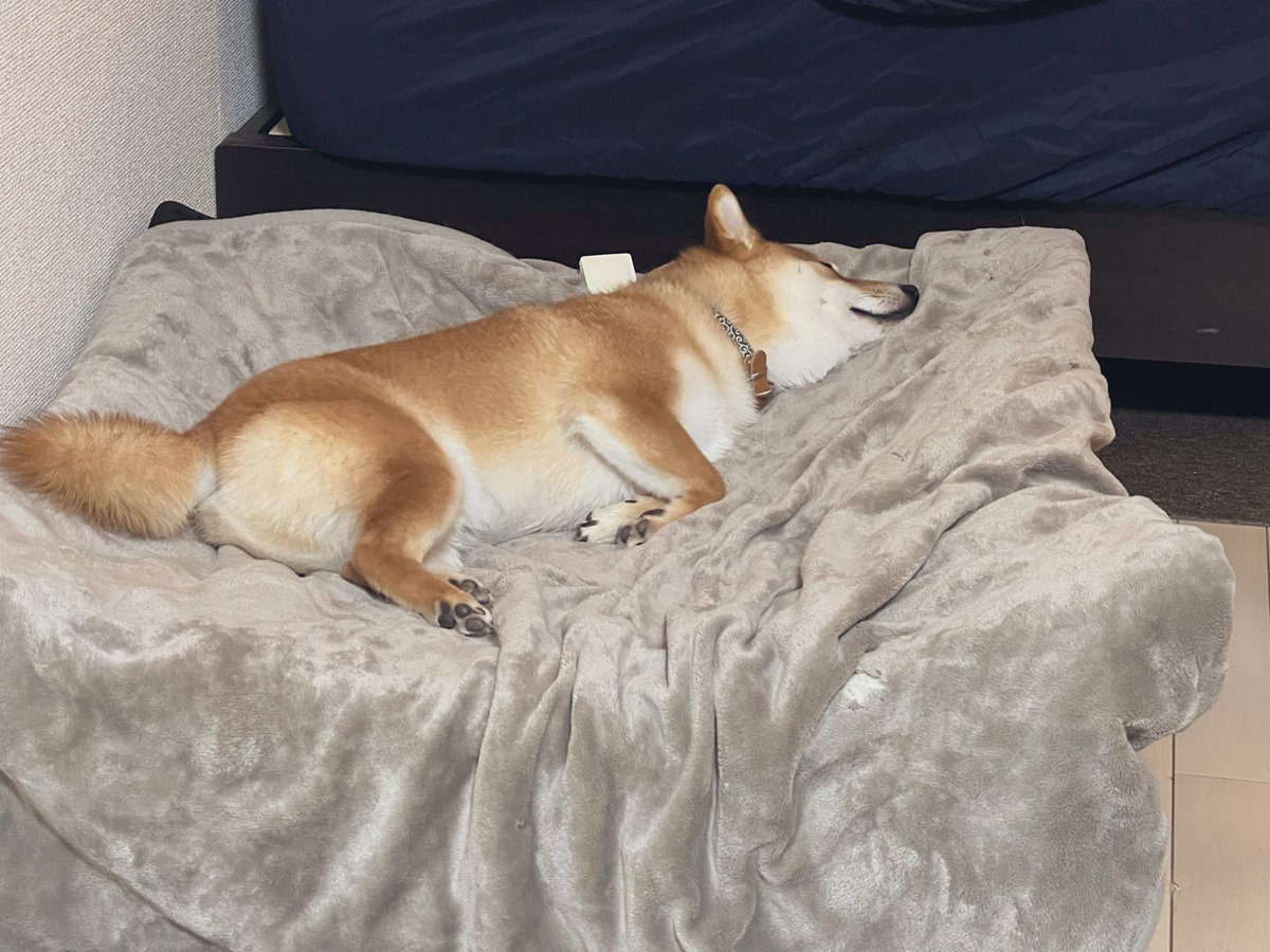 本日、5さいになりました