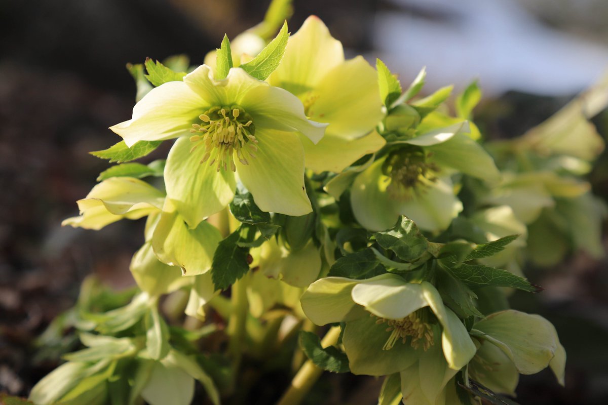 National Botanical Garden of Georgia tweet media