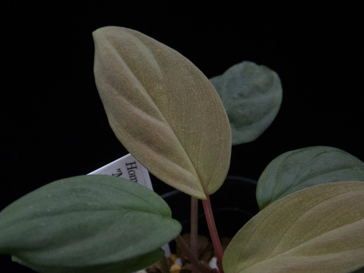 草一（くさいち）w (@w2359099788869) / Posts / X