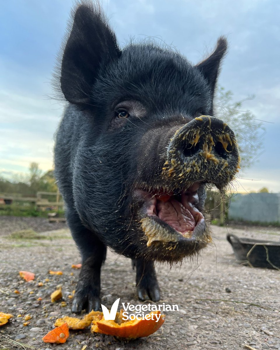 vegsoc's tweet photo. Hermione joined Brockswood Animal Sanctuary in 2017 after a life of hard work on a small farm. She reminds us this #WorldPigWeek that pigs are intelligent individuals, not commodities.

👉 Sign up to get your FREE digital booklet: https://t.co/lDyXEhNj2n https://t.co/HxkBLo5t6v