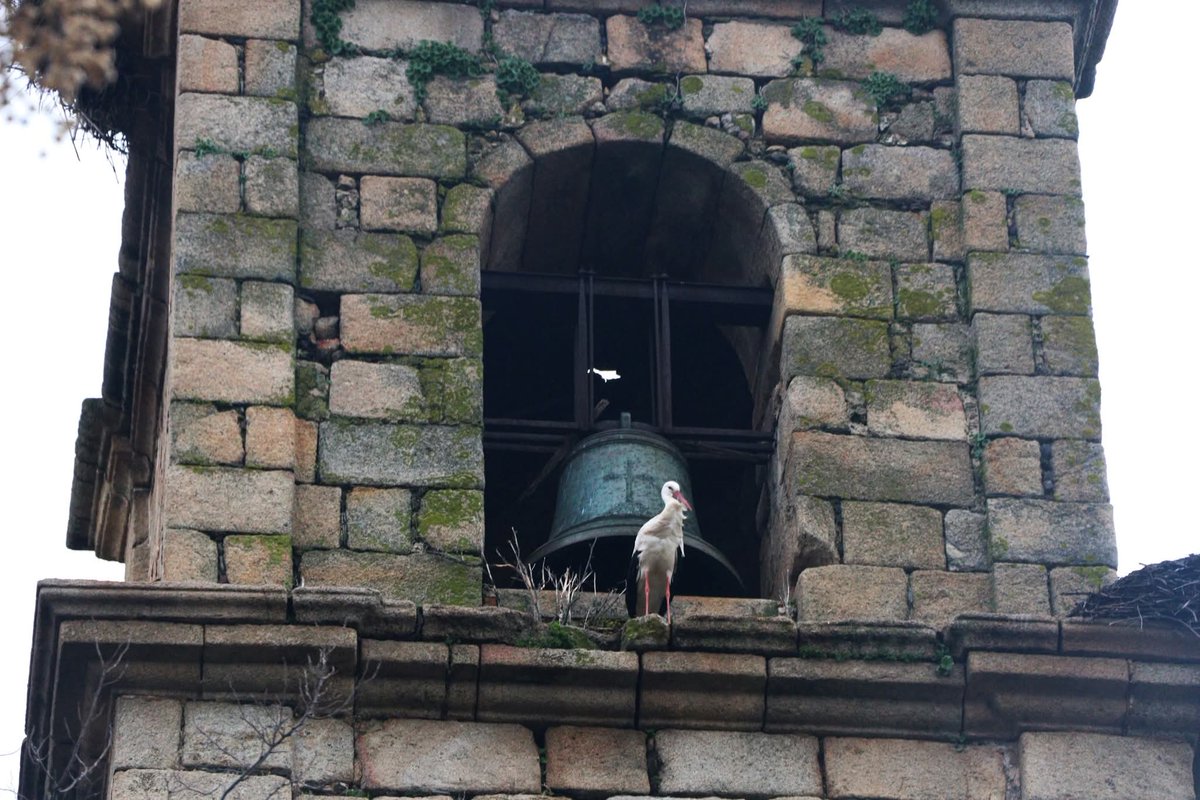 Buenas:

La cigüeña contemplando Valencia de Alcántara desde el campanario de la Iglesia de Ntra. Sra. de Rocamador.

Valencia de Alcántara, Cáceres.

<a href="/carlos_benito/">Carlos Benito</a> <a href="/mairodrigz/">Maider Rodríguez</a> <a href="/jesusTeniente/">Jesús Teniente</a> <a href="/davidlopezrey/">David López-Rey</a> <a href="/CaceresMeteo/">MeteoCáceres</a> <a href="/MeteoCoria/">Iván Duque</a> <a href="/MeteoBadajoz/">MeteoBadajoz</a> <a href="/meteocastuera/">Álvaro Hurtado ™ ⛈️ 🌬☔️⚡️📸📹</a> <a href="/meteoguadalupe/">Meteoguadalupe</a>
