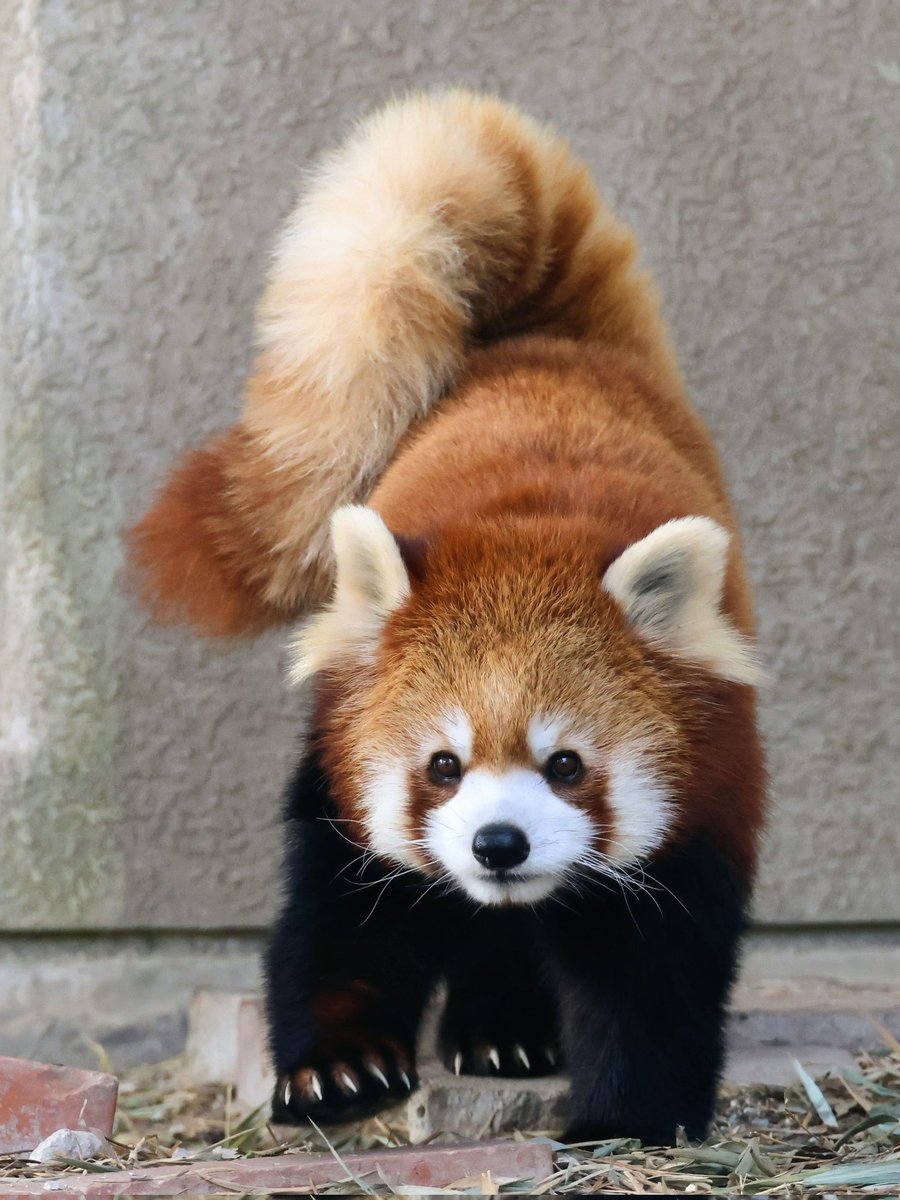 【稀少】 パンダ めっちゃ欲しい😭