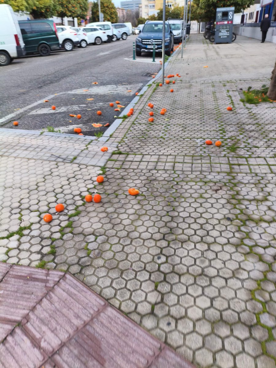 Un día más así amanece el Distrito Sur, zona Mercado Tiro de Línea: aceras convertidas en un campo de naranjas resbaladizas. ¿Cuánto más van a ignorar <a href="/Ayto_Sevilla/">Ayuntamiento de Sevilla</a> el peligro para los vecinos y vecinas ?  
¡Basta ya de abandono! Exigimos limpieza inmediata y cuidado real.