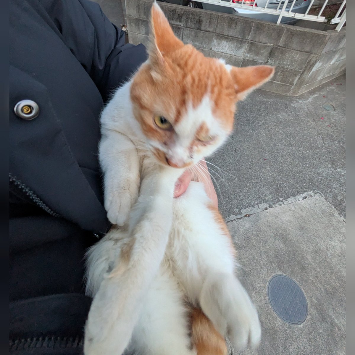 2026年1月30日 さいたま市野良猫1頭保護 野良猫が30頭くらい