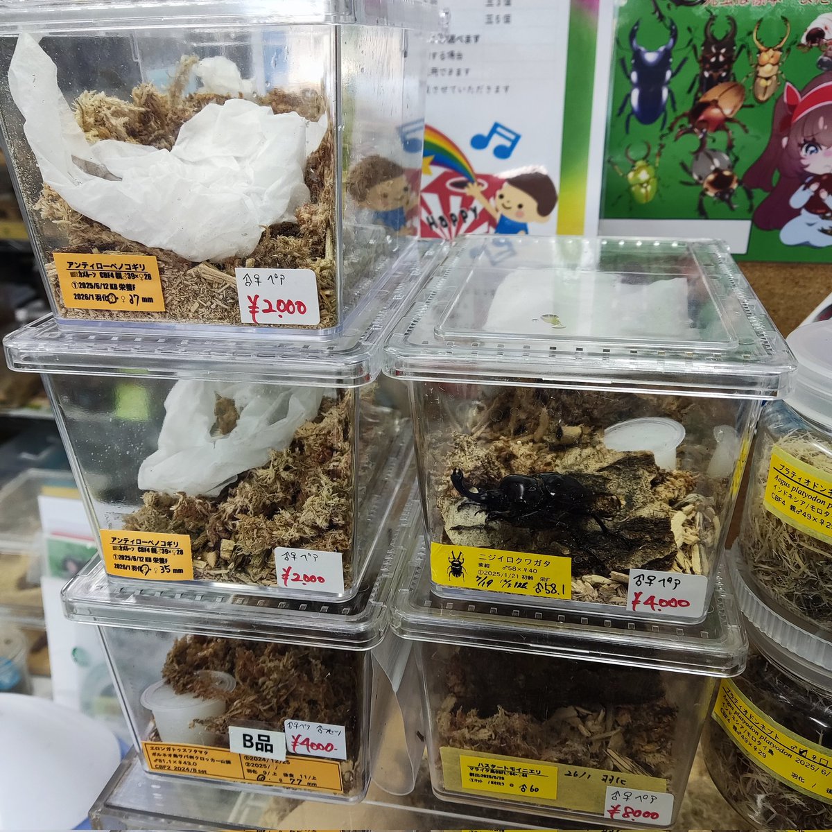 カブクワshopｰMKｰ (@shop_MK_) / Posts / X