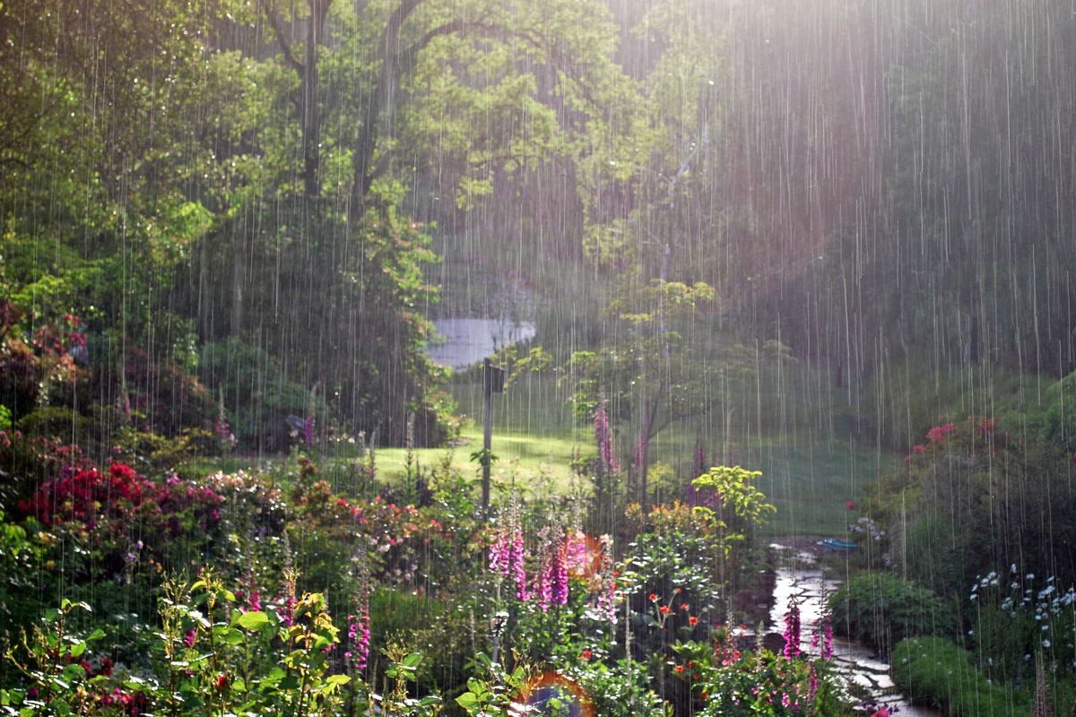 seraphicxc's tweet image. In the language of flowers, rain is hope