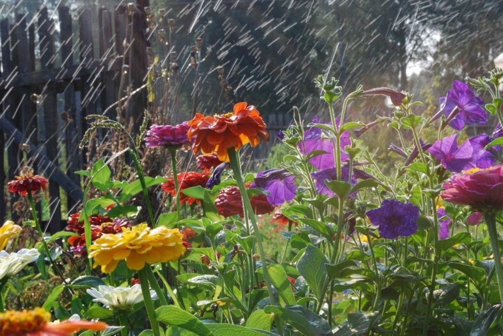 seraphicxc's tweet image. In the language of flowers, rain is hope