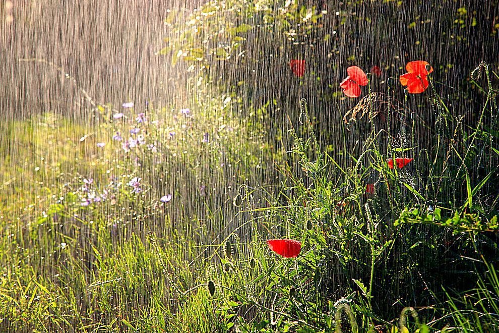 seraphicxc's tweet image. In the language of flowers, rain is hope