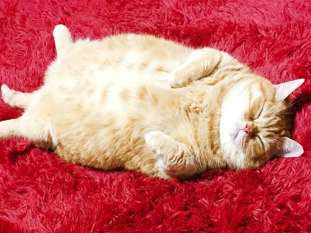 Active Sleep(アクティブスリープ)【公式】 tweet media