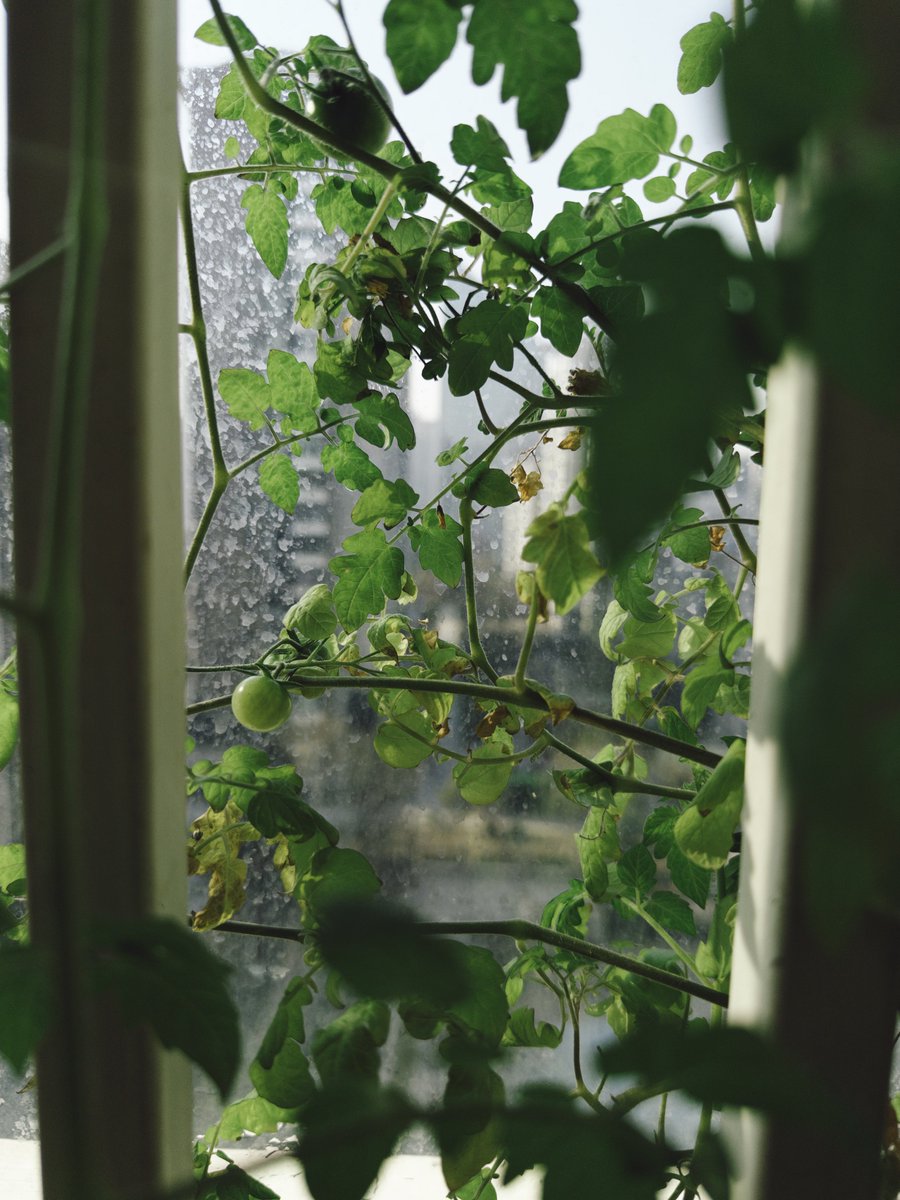 Lisheng Chang tweet media