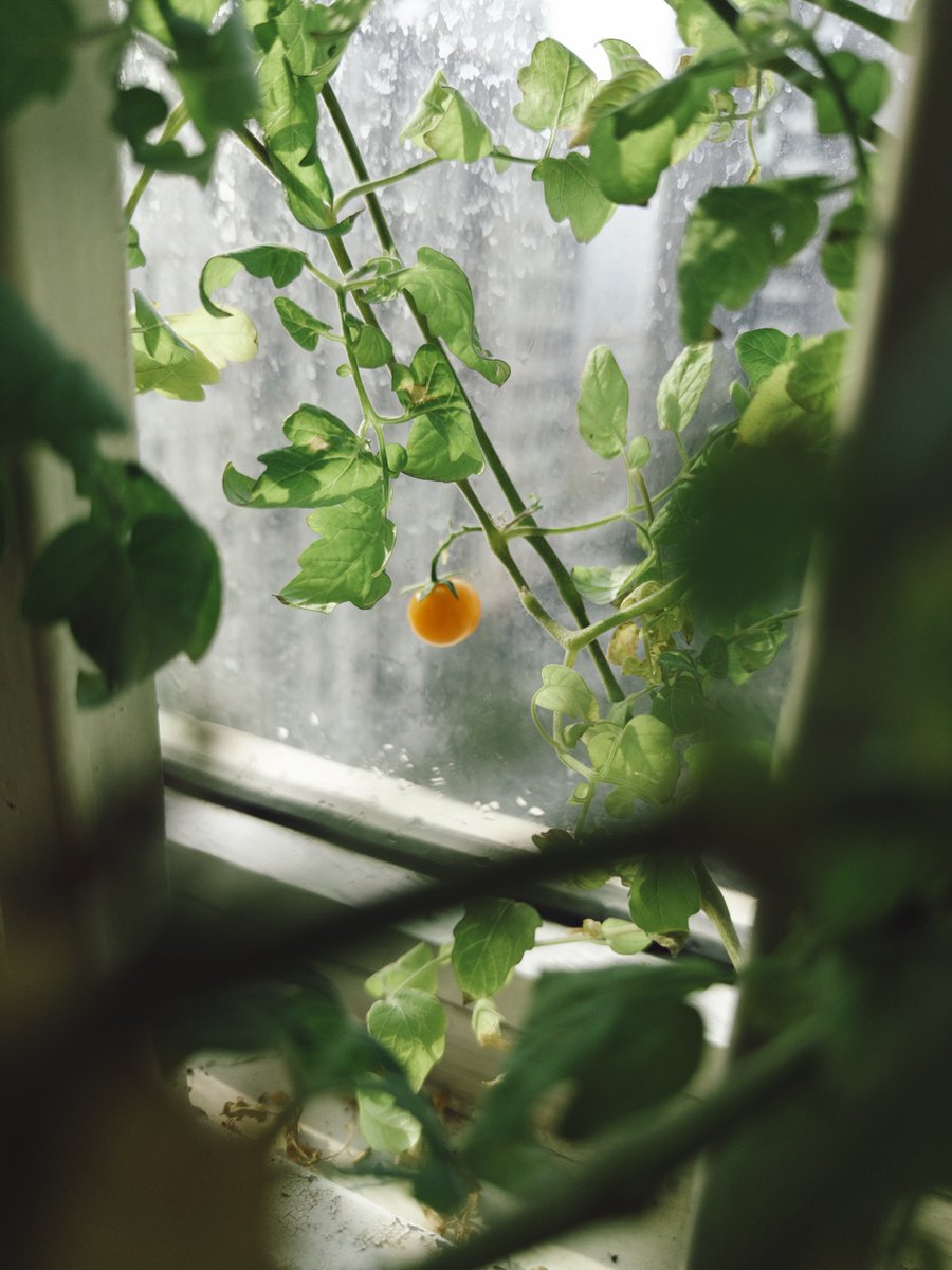 Lisheng Chang tweet media