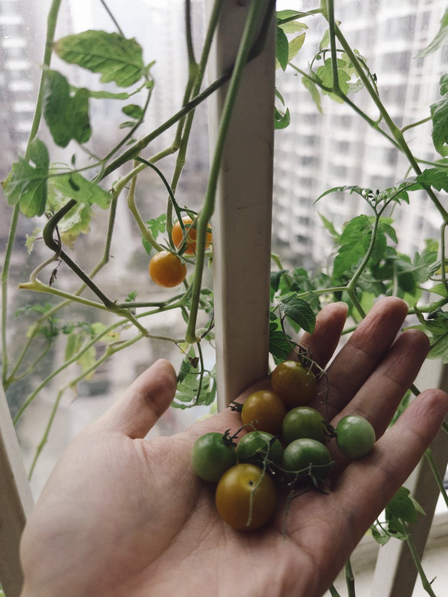 Lisheng Chang tweet media