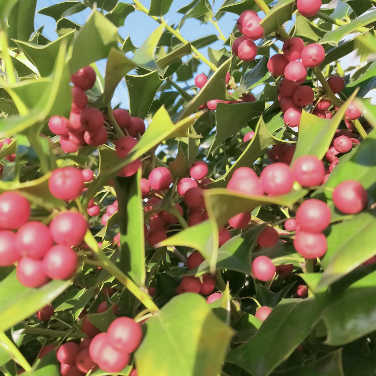 晩酌 銀紋からのお知らせ🏮
2月3日(火)本日18時開店23時半ラストオーダーです。
自家製煮豚や手羽中唐揚げで1杯いかが🍻
あたたまるお通しご用意してお待ちしております♨️