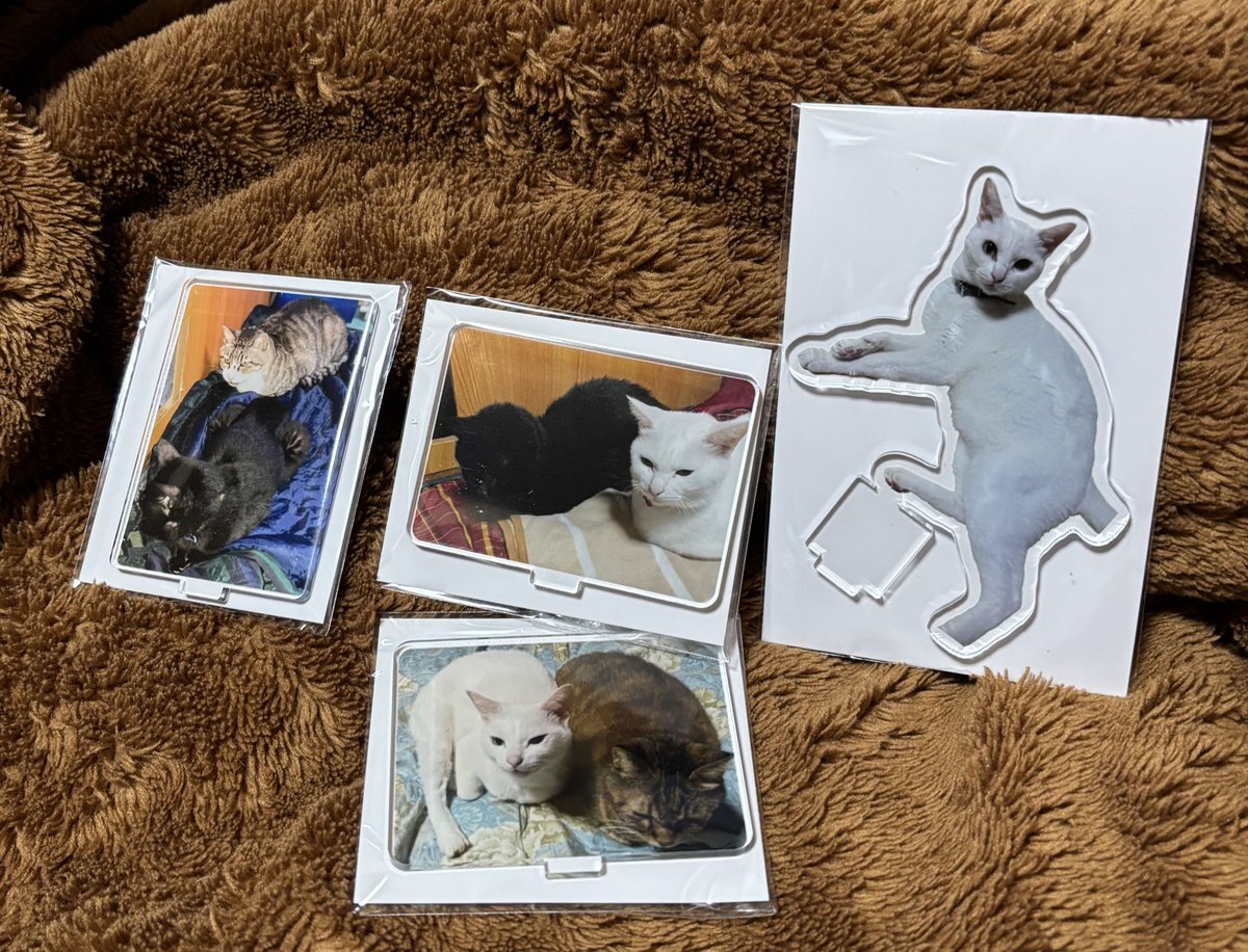 届いたよ🫶 シロちゃんのアクリルスタンドとフォトスタンド🥰🥰🥰 #白