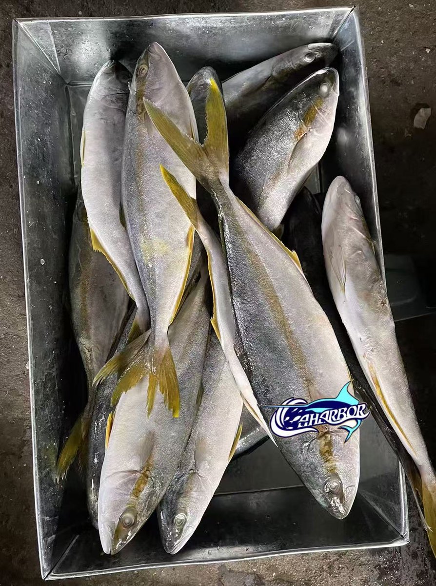 CCaharbor's tweet photo. ✅ Frozen Yellow Tail
-Size:  500-700,etc
 🥂Welcome to inquire
-Email: sales03@caharbor.com
-WhatsApp/Wechat: +86 17350998197
#seafoodsupplier #frozenseafood #seafoodfactory #frozenfish #yellowtail #amberjack #seriolaquinqueradiata https://t.co/UfhEZRAmqf