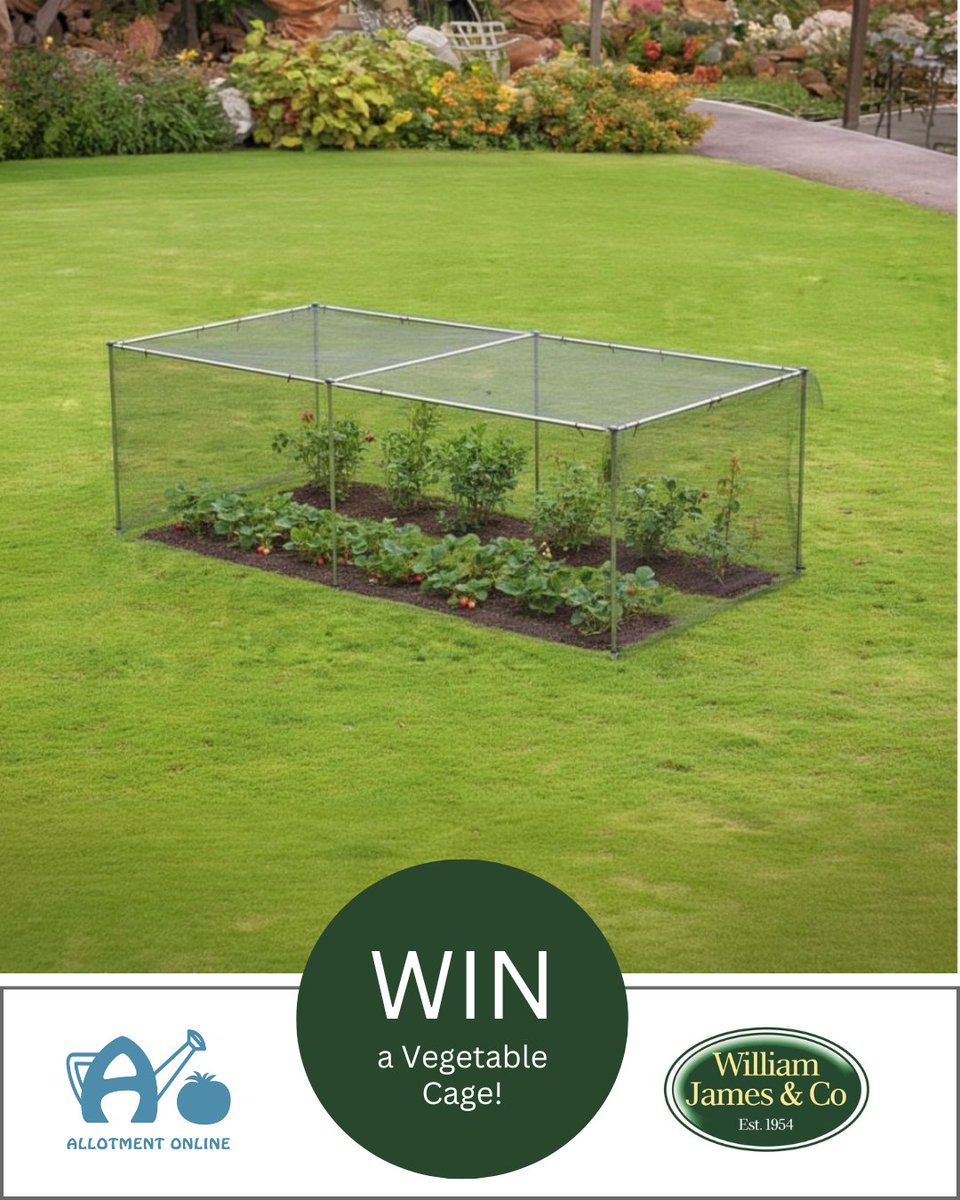 allotmentonline's tweet photo. NEW COMPETITION!
Enter for the chance to WIN a Premium Aluminium Low Vegetable Cage from @williamjamesco !

Please follow, tag, RT and enter on the link:
https://t.co/Z5VhCzuJSv

#win #competition #gardenuk https://t.co/bgSGmkim1y