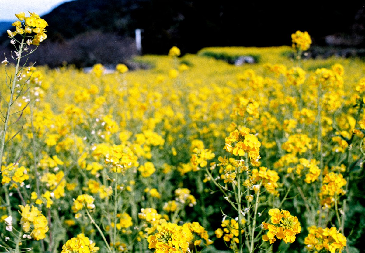 shitimi4's tweet photo. 糸島の風景  ゆらりんこ橋の菜の花畑 フィルムで撮ってきた #フィルムカメラ #om10 https://t.co/7p8E4vyE31