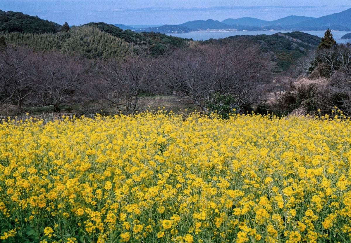 shitimi4's tweet photo. 糸島の風景  ゆらりんこ橋の菜の花畑 フィルムで撮ってきた #フィルムカメラ #om10 https://t.co/7p8E4vyE31
