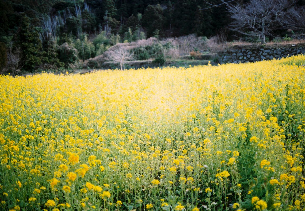 shitimi4's tweet photo. 糸島の風景  ゆらりんこ橋の菜の花畑 フィルムで撮ってきた #フィルムカメラ #om10 https://t.co/7p8E4vyE31