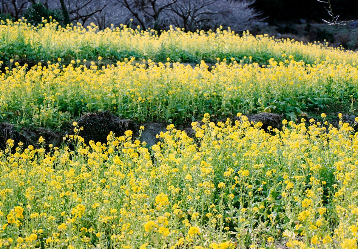 shitimi4's tweet photo. 糸島の風景  ゆらりんこ橋の菜の花畑 フィルムで撮ってきた #フィルムカメラ #om10 https://t.co/7p8E4vyE31