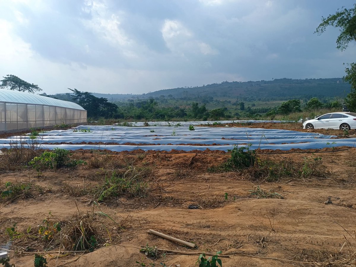 Defarmercist Alex Afari 🇬🇭 tweet media