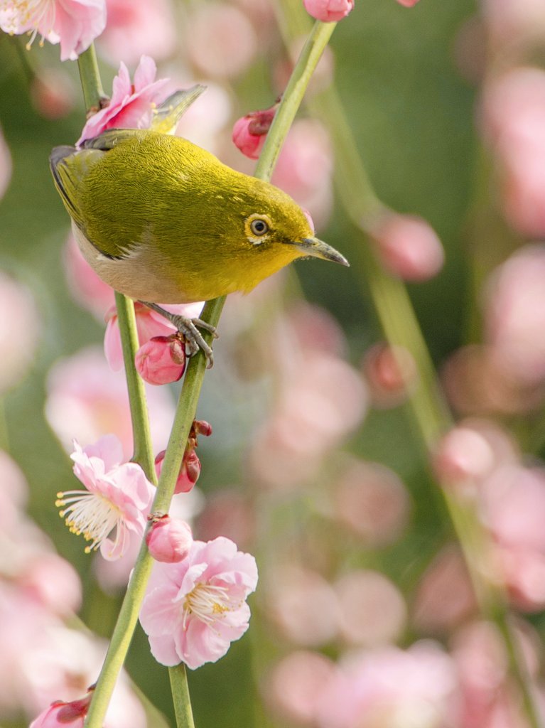 蕾綻ぶ枝先に、若草色の  小さき訪問者。