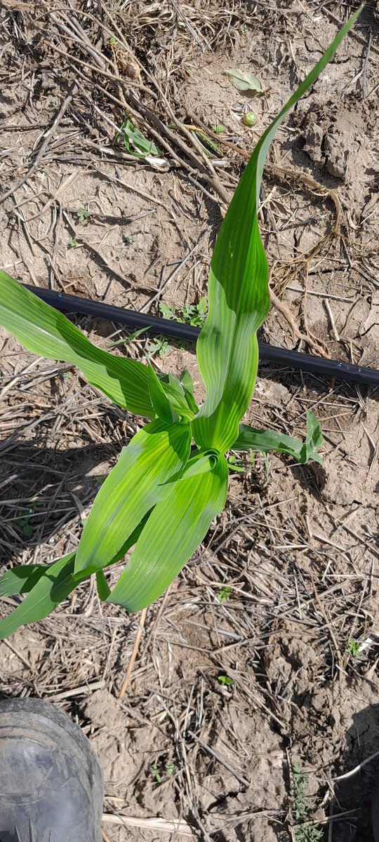 Dior Pote tweet media