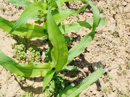 Dior Pote tweet media