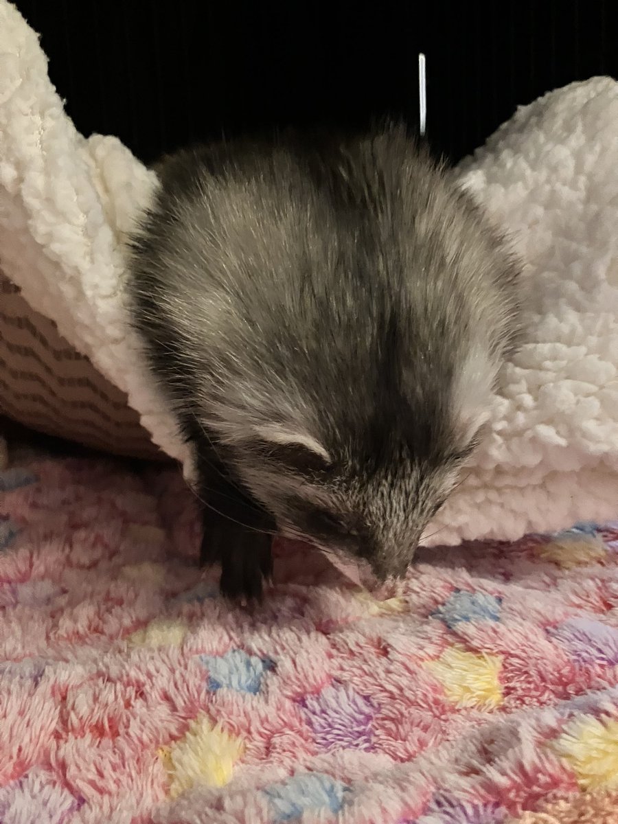 今朝のフレイヤはタヌキに転生してた🦝