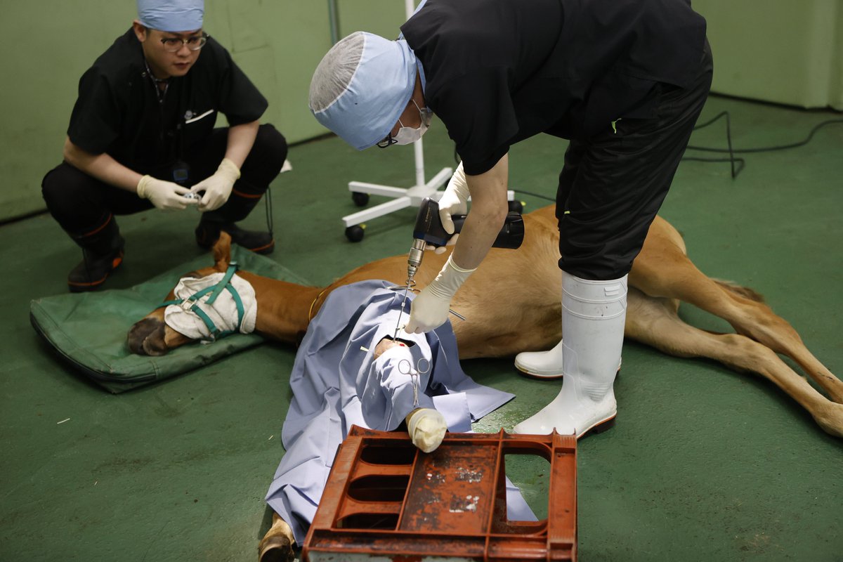 bs_vetgateway's tweet photo. 🩺🐎【軽種馬生産地で活躍する獣医師の声①
佐藤正人さん】
 
 軽種馬生産地の二次診療施設「NOSAI家畜高度医療センター」で統括診療所長を務める佐藤正人さんのインタビューを掲載中です。
複雑な整形外科手術から開腹手術まで幅広い症例を担当しています。
 👉https://t.co/kcrtVot1Px

#軽種馬生産地
#競馬
#獣医師
#獣医学部生
