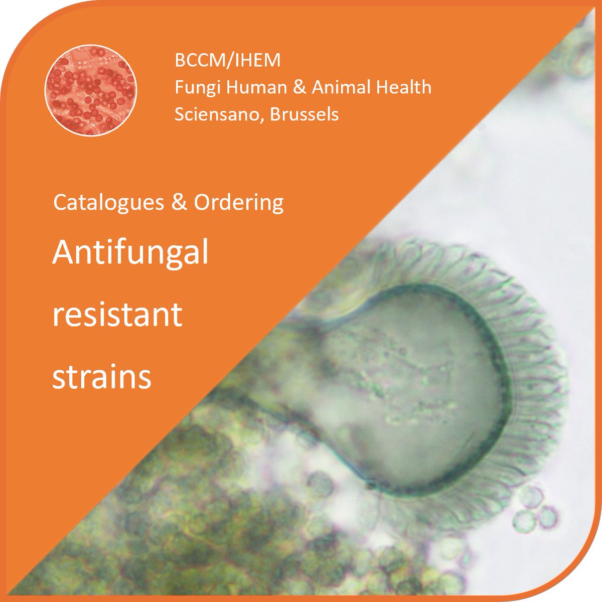 BCCM Collections tweet media