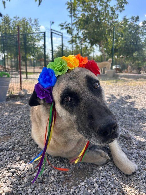 Dog Desk Animal Action tweet media