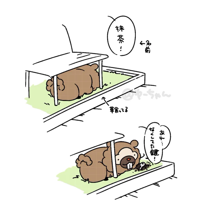 昨日見た夢 抹茶という名前のビッパが草食ってると思ったらなくした鍵探し出してくれた(全てが謎) 