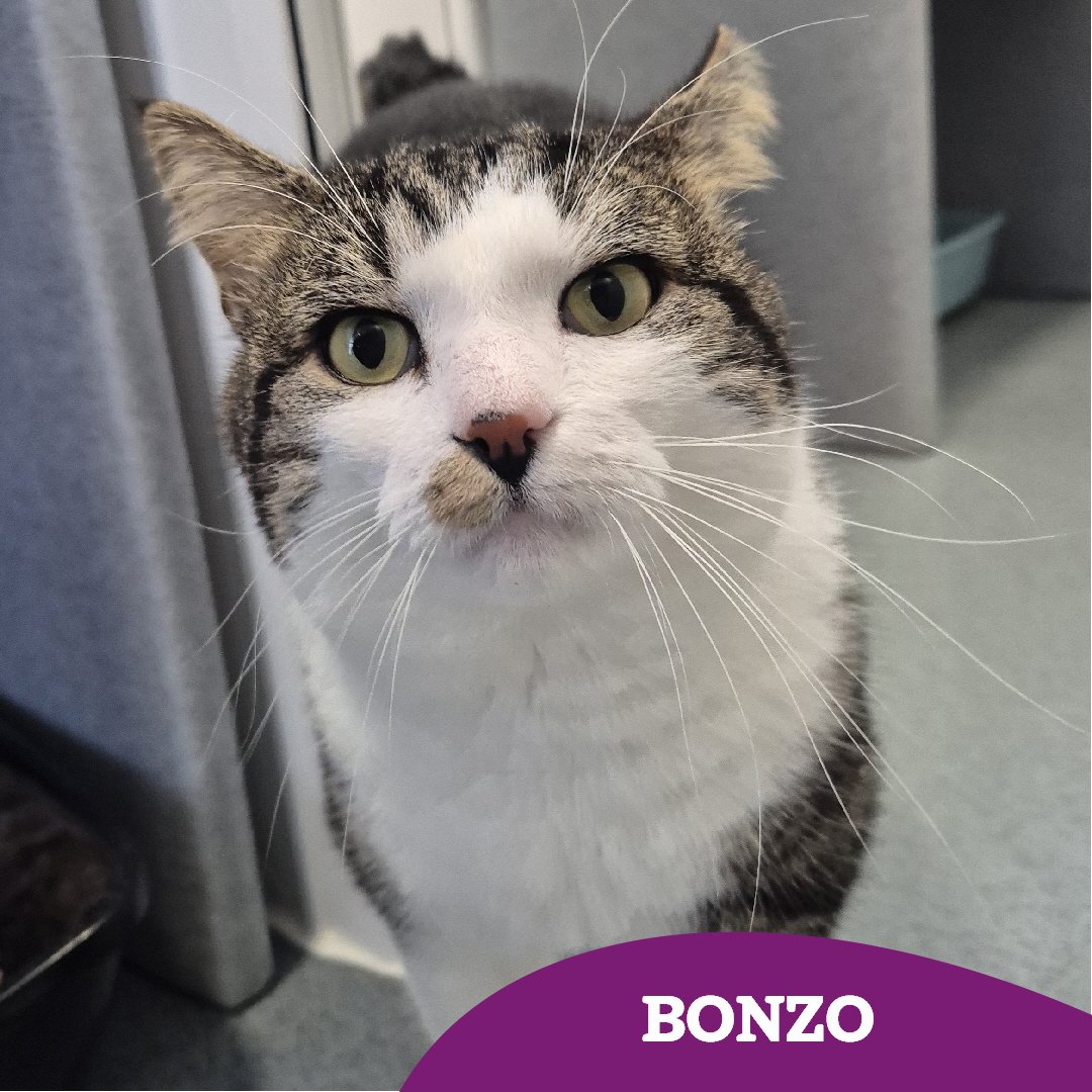 Our bonny lad, Bonzo, is still on the hunt for his #fureverhome 🤞🏻

He's seen many cats come and go lately, and this has left him feeling slightly overlooked 😿 could you lend a helping paw and share his story? 🐾

Find out more here ⬇️ cats.org.uk/tyneside#adopt…