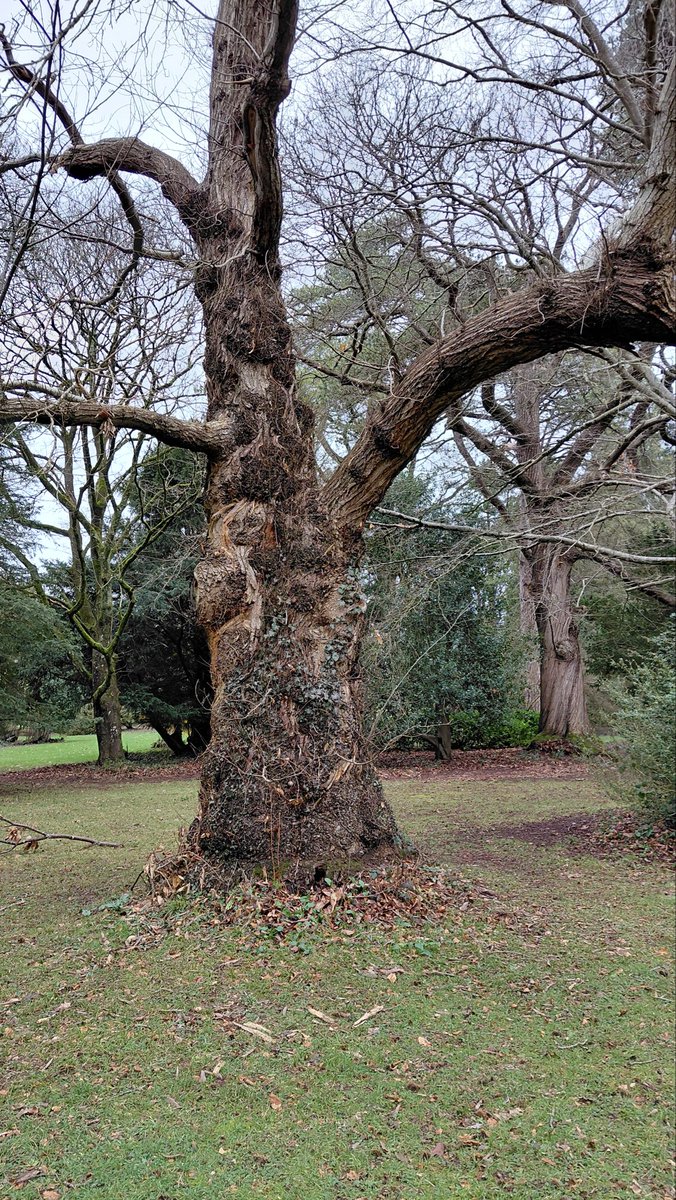 CliveH_Learning's tweet photo. Many thanks to Pete and Roger for the really interesting and informative Tree Tour yesterday @TyntesfieldNT  #trees #tyntesfield @nationaltrust https://t.co/uP8YxIGIcb