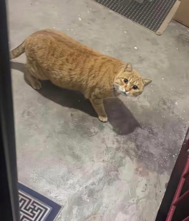 Karşı dairedeki komşular taşındı ve büyük, turuncu çizgili bir kediyi terk ettiler. Kedi, sahibinin artık onu istemediğini bilmiyor. Her gün kapının etrafında dolanıp duruyor, miyavlıyor. Yorulduğunda kapının yanına uzanıp bakıyor, sahibinin geri dönmesini bekliyor, sahibinin