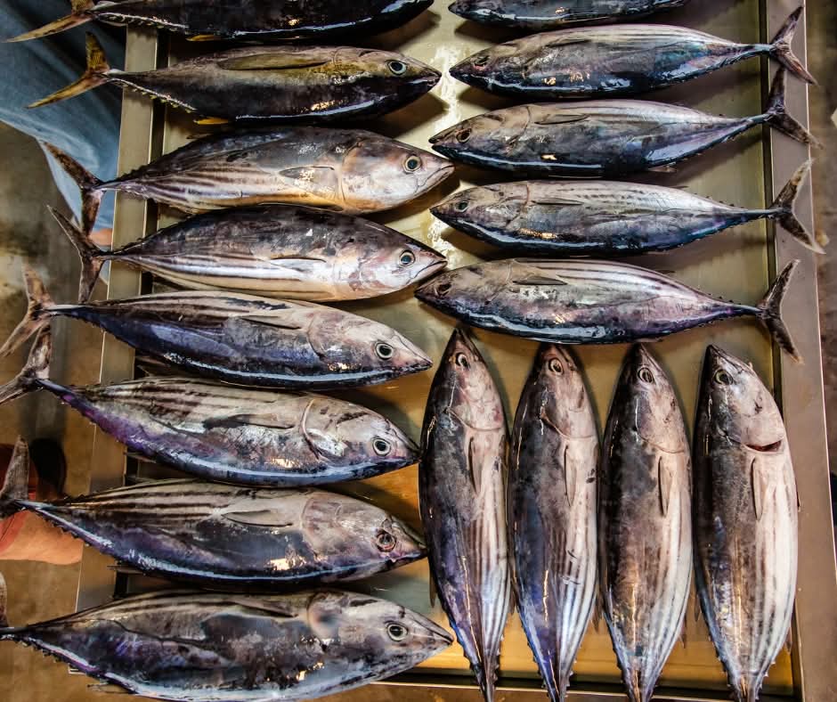 RepPlusUK's tweet image. It doesn’t get fresher than Apia Fish Market. Stop by for the day’s best catches at surprisingly low prices, from  yellowfin tuna and octopus to crabs, eels and more. 

#DiscoverBeautiful #Samoa #BeautifulSamoa #Travel #PacificIsland #BucketListDestination #RepPlusClient